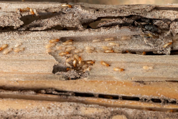 Best Best Pest Control Companies  in Lakeview, NY
